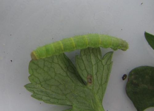 Camptogramma bilineata